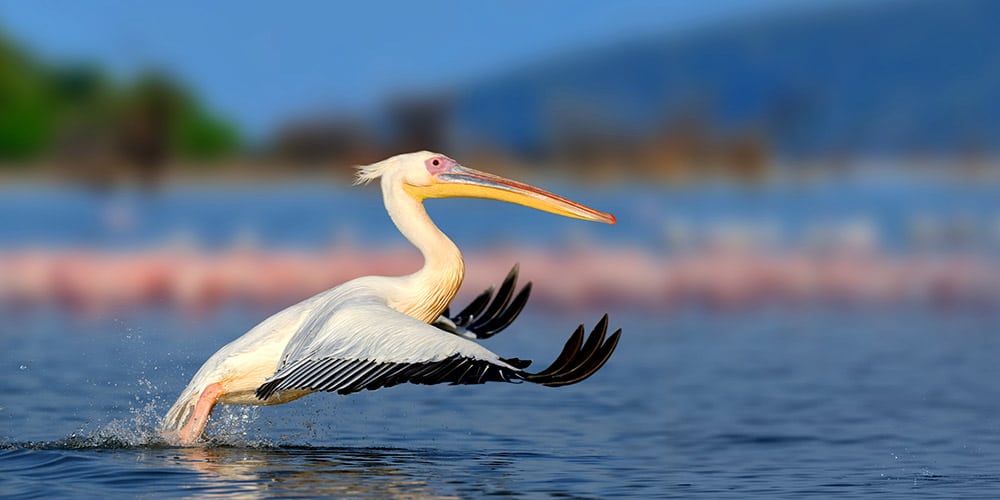 Great White Pelican in Florida