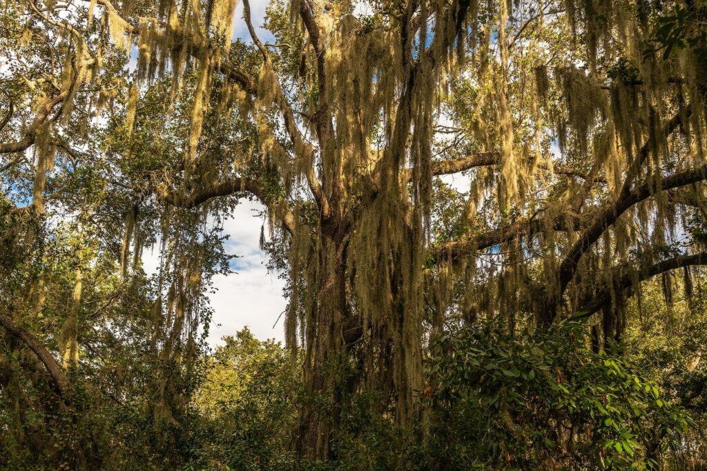 Bulow Creek State Park