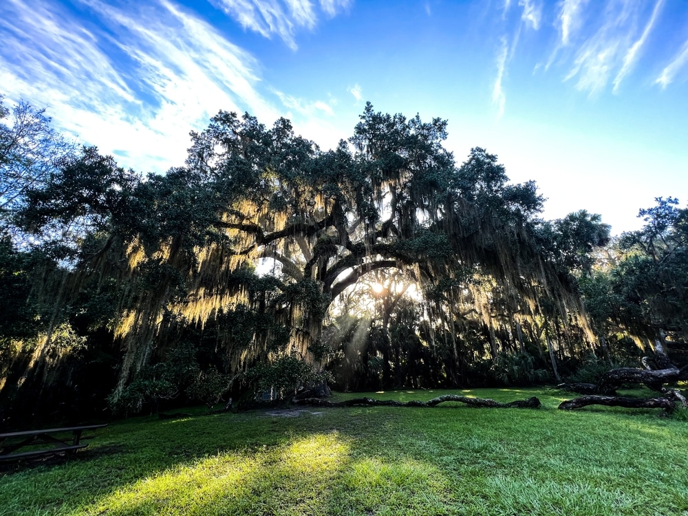 A photo of the Fairchild Oak at Bulow Creek State Park near one of the best hotels in Flagler Beach