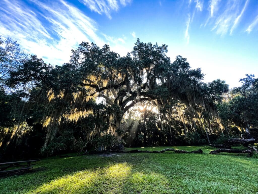 Palm Coast Florida Hikes: History at Bulow Creek State Park 1 The Fairchild Oak in Bulow Creek State Park in Flagler Beach Florida